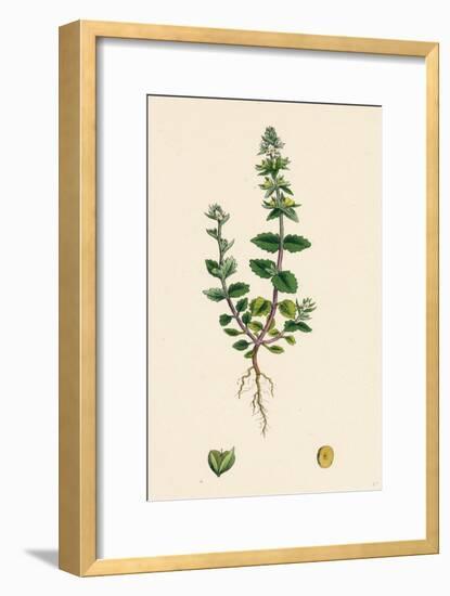 Veronica Arvensis Wall Speedwell-null-Framed Giclee Print