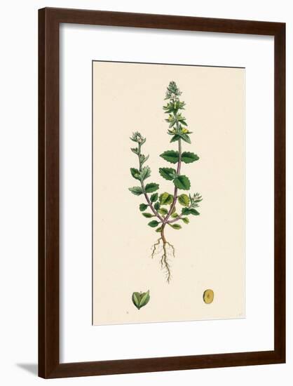 Veronica Arvensis Wall Speedwell-null-Framed Giclee Print