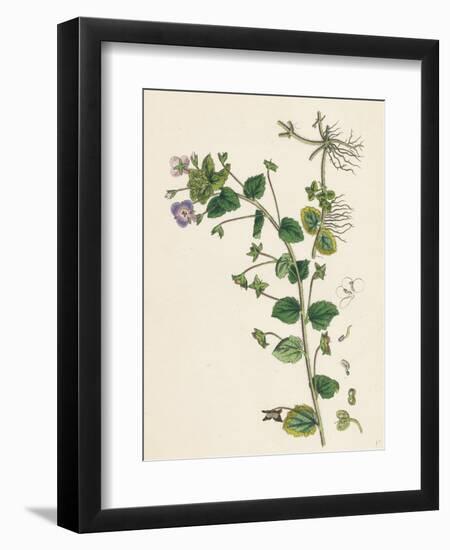 Veronica Buxbaumii Buxbaum's Speedwell-null-Framed Giclee Print