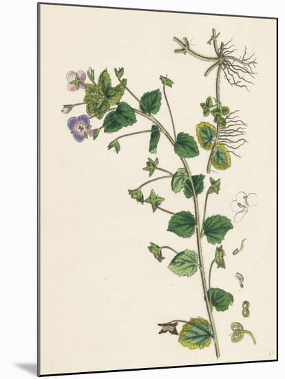 Veronica Buxbaumii Buxbaum's Speedwell-null-Mounted Giclee Print