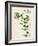 Veronica Buxbaumii Buxbaum's Speedwell-null-Framed Giclee Print