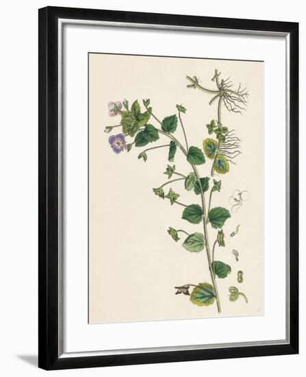 Veronica Buxbaumii Buxbaum's Speedwell-null-Framed Giclee Print