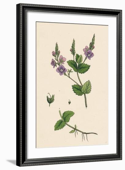 Veronica Chamaedrys Germander Speedwell-null-Framed Giclee Print