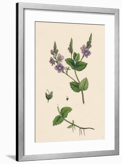 Veronica Chamaedrys Germander Speedwell-null-Framed Giclee Print