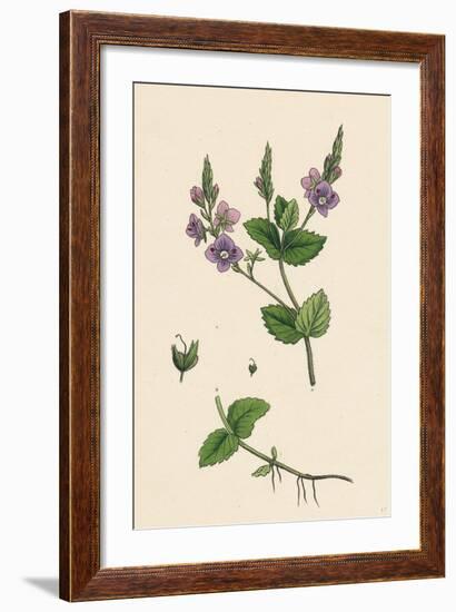 Veronica Chamaedrys Germander Speedwell-null-Framed Giclee Print