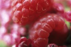 Pomegranate Seeds-Veronique Leplat-Framed Photographic Print
