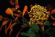 Close-Up of Autumn Dahlia Flower. Macro Photography of Nature.-Veronja-Framed Photographic Print