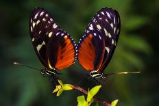 Tropical Butterflies Dido Longwing on the Leaf. Macro Photography of Wildlife.-Veronja-Photographic Print