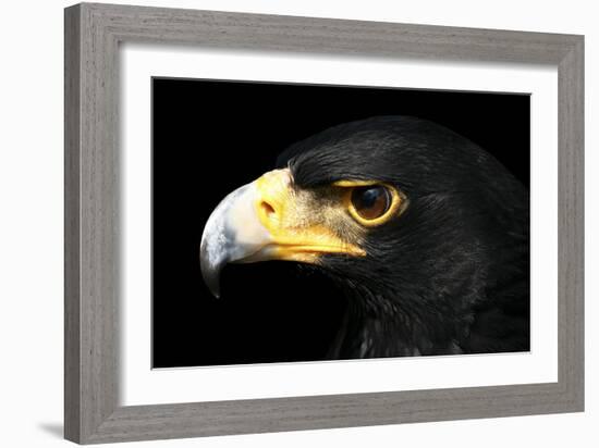 Verreaux's Eagle-Linda Wright-Framed Photographic Print