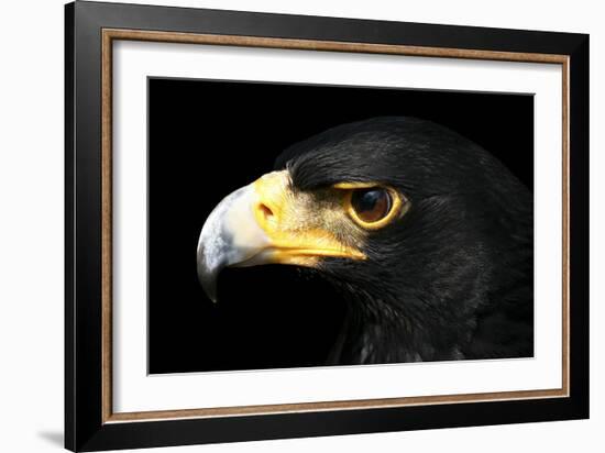 Verreaux's Eagle-Linda Wright-Framed Photographic Print