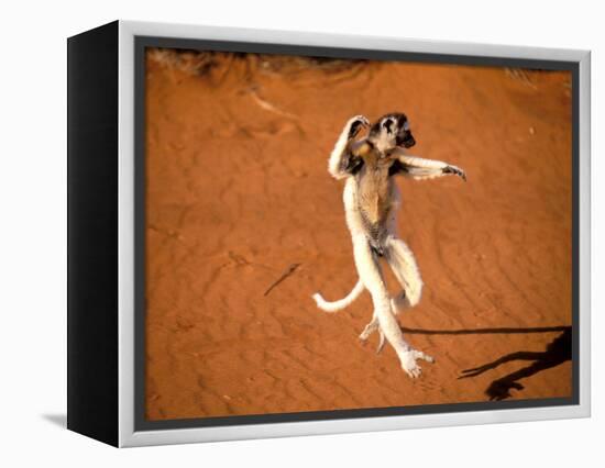 Verreaux's Sifaka, Berenty, Madagascar-Pete Oxford-Framed Premier Image Canvas