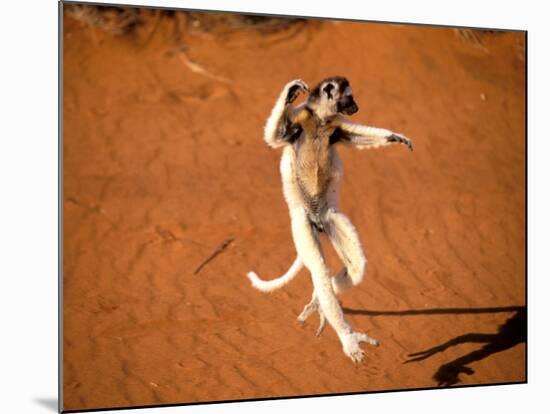 Verreaux's Sifaka, Berenty, Madagascar-Pete Oxford-Mounted Photographic Print