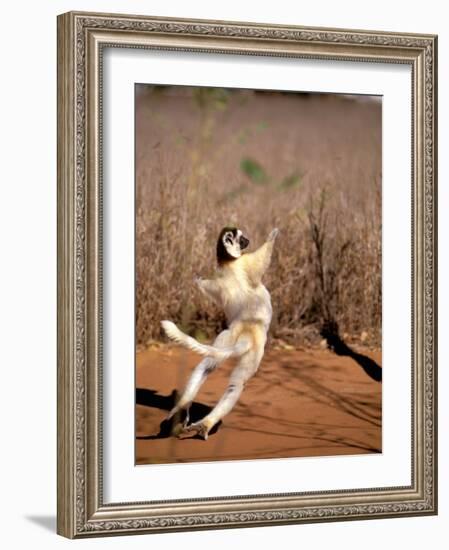 Verreaux's Sifaka, Berenty, Madagascar-Pete Oxford-Framed Photographic Print