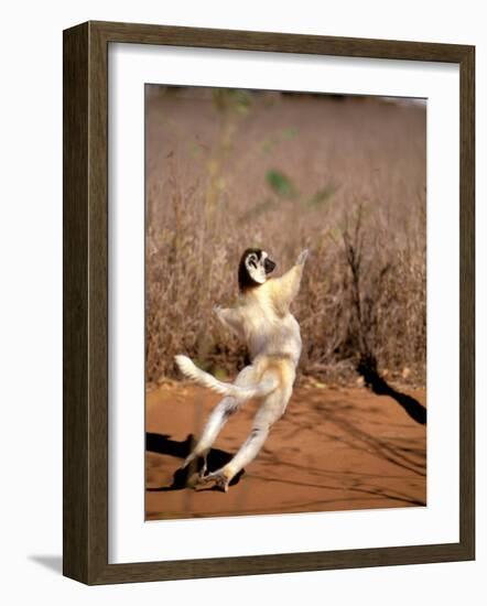 Verreaux's Sifaka, Berenty, Madagascar-Pete Oxford-Framed Photographic Print