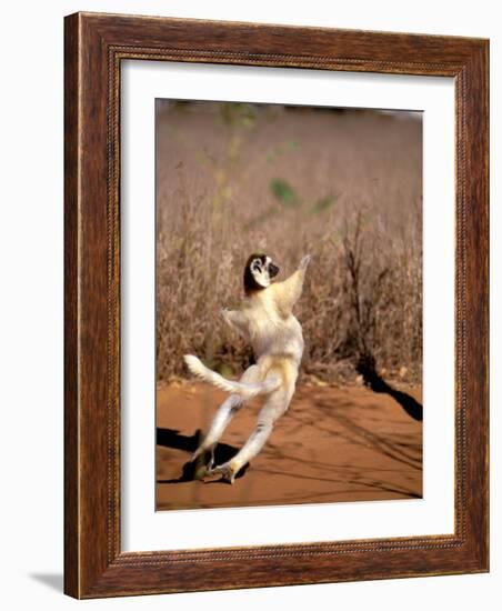 Verreaux's Sifaka, Berenty, Madagascar-Pete Oxford-Framed Photographic Print