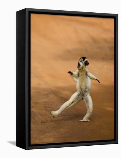 Verreaux's Sifaka 'Dancing', Berenty Private Reserve, South Madagascar-Inaki Relanzon-Framed Premier Image Canvas