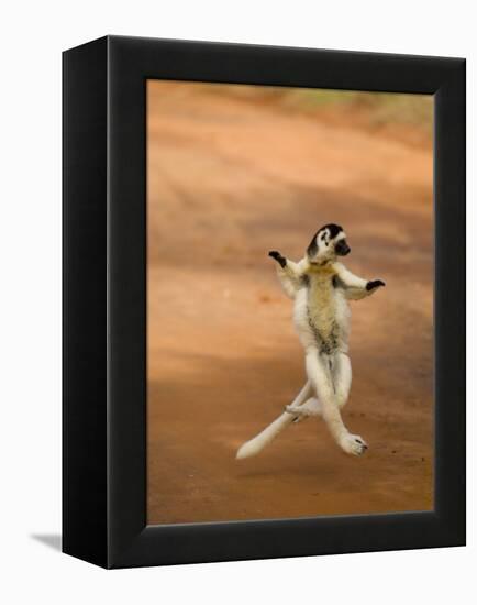 Verreaux's Sifaka 'Dancing', Berenty Private Reserve, South Madagascar-Inaki Relanzon-Framed Premier Image Canvas