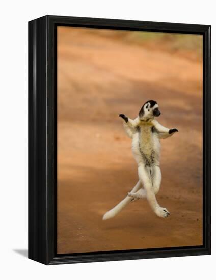 Verreaux's Sifaka 'Dancing', Berenty Private Reserve, South Madagascar-Inaki Relanzon-Framed Premier Image Canvas