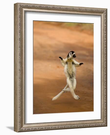 Verreaux's Sifaka 'Dancing', Berenty Private Reserve, South Madagascar-Inaki Relanzon-Framed Photographic Print