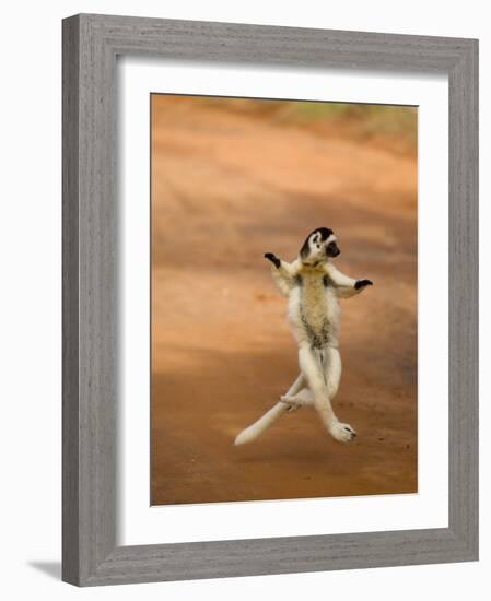 Verreaux's Sifaka 'Dancing', Berenty Private Reserve, South Madagascar-Inaki Relanzon-Framed Photographic Print