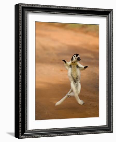 Verreaux's Sifaka 'Dancing', Berenty Private Reserve, South Madagascar-Inaki Relanzon-Framed Photographic Print