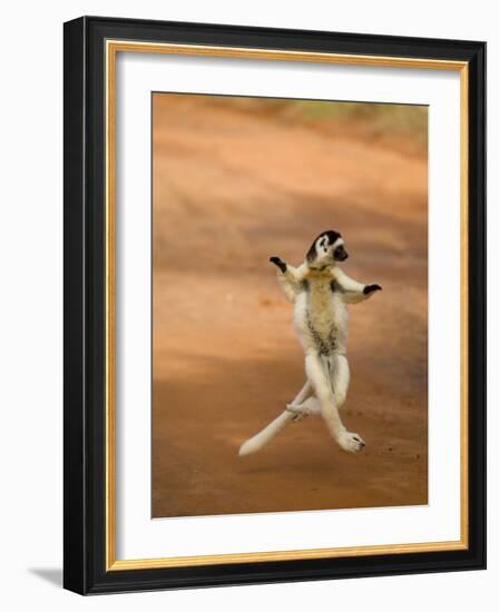 Verreaux's Sifaka 'Dancing', Berenty Private Reserve, South Madagascar-Inaki Relanzon-Framed Photographic Print