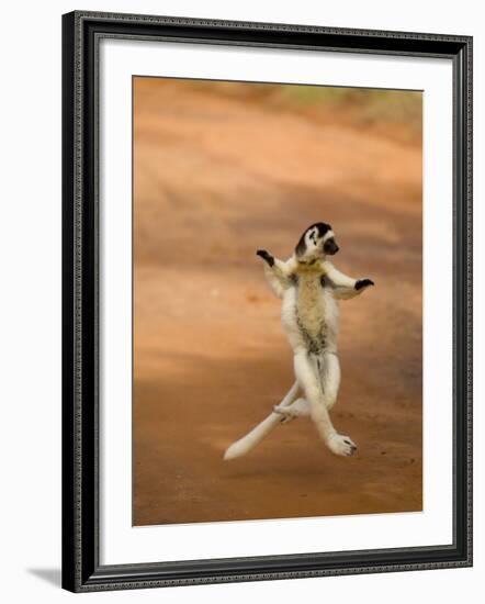 Verreaux's Sifaka 'Dancing', Berenty Private Reserve, South Madagascar-Inaki Relanzon-Framed Photographic Print