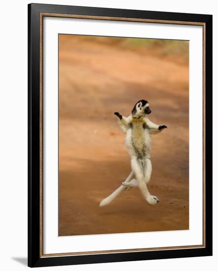 Verreaux's Sifaka 'Dancing', Berenty Private Reserve, South Madagascar-Inaki Relanzon-Framed Photographic Print