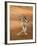 Verreaux's Sifaka 'Dancing', Berenty Private Reserve, South Madagascar-Inaki Relanzon-Framed Photographic Print