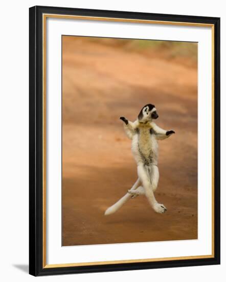 Verreaux's Sifaka 'Dancing', Berenty Private Reserve, South Madagascar-Inaki Relanzon-Framed Photographic Print