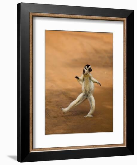 Verreaux's Sifaka 'Dancing', Berenty Private Reserve, South Madagascar-Inaki Relanzon-Framed Photographic Print