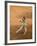 Verreaux's Sifaka 'Dancing', Berenty Private Reserve, South Madagascar-Inaki Relanzon-Framed Photographic Print