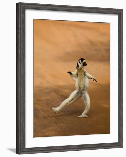 Verreaux's Sifaka 'Dancing', Berenty Private Reserve, South Madagascar-Inaki Relanzon-Framed Photographic Print