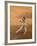 Verreaux's Sifaka 'Dancing', Berenty Private Reserve, South Madagascar-Inaki Relanzon-Framed Photographic Print