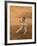 Verreaux's Sifaka 'Dancing', Berenty Private Reserve, South Madagascar-Inaki Relanzon-Framed Photographic Print