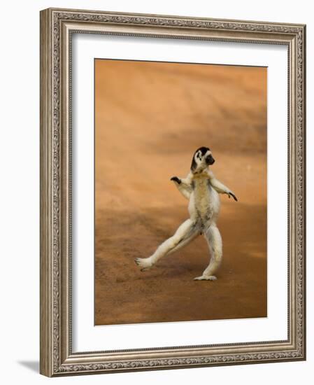 Verreaux's Sifaka 'Dancing', Berenty Private Reserve, South Madagascar-Inaki Relanzon-Framed Photographic Print