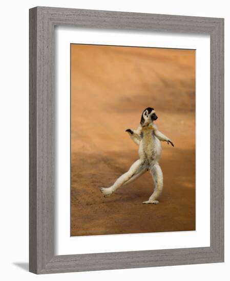 Verreaux's Sifaka 'Dancing', Berenty Private Reserve, South Madagascar-Inaki Relanzon-Framed Photographic Print