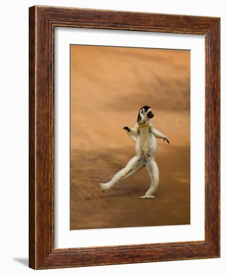 Verreaux's Sifaka 'Dancing', Berenty Private Reserve, South Madagascar-Inaki Relanzon-Framed Photographic Print