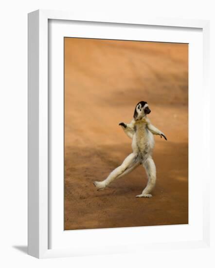 Verreaux's Sifaka 'Dancing', Berenty Private Reserve, South Madagascar-Inaki Relanzon-Framed Photographic Print