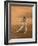 Verreaux's Sifaka 'Dancing', Berenty Private Reserve, South Madagascar-Inaki Relanzon-Framed Photographic Print