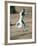 Verreaux's Sifaka Dancing in a Field, Berenty, Madagascar-null-Framed Photographic Print