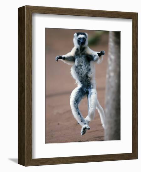 Verreaux's Sifaka Dancing in a Field, Berenty, Madagascar-null-Framed Photographic Print