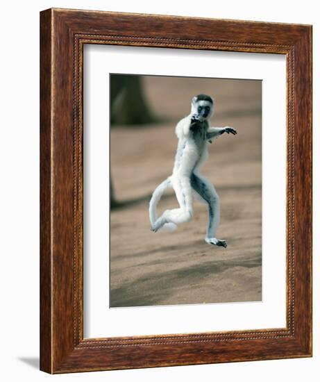 Verreaux's Sifaka Dancing in a Field, Berenty, Madagascar-null-Framed Photographic Print