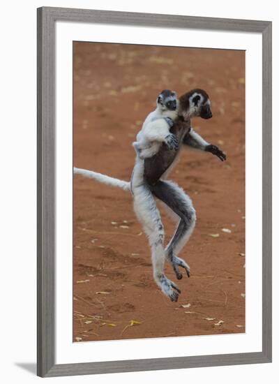 Verreaux's Sifaka, Madagascar-Art Wolfe-Framed Photographic Print