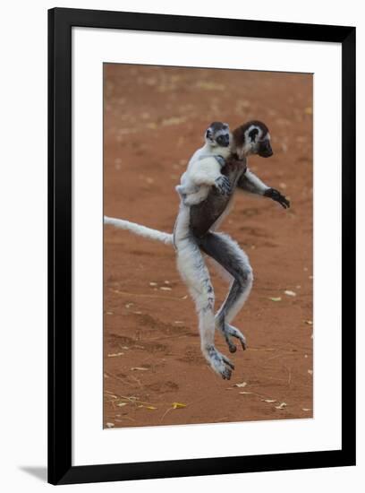 Verreaux's Sifaka, Madagascar-Art Wolfe-Framed Photographic Print