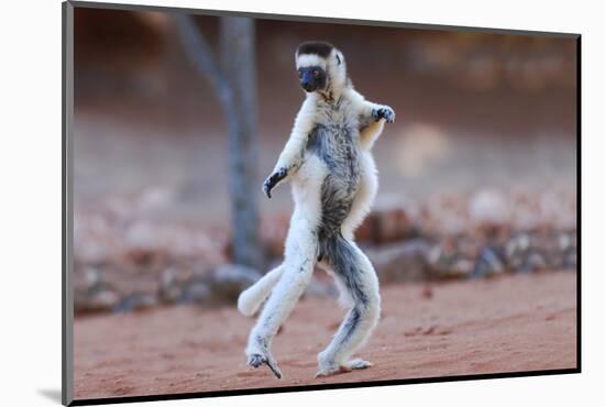 Verreaux's Sifaka (Propithecus Verreauxi) Dancing in Madagascar-hlansdown-Mounted Photographic Print