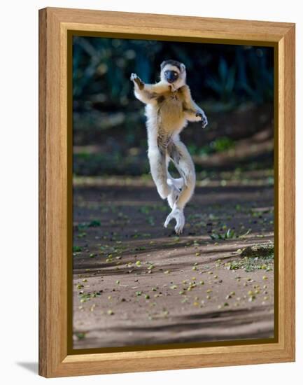 Verreaux's Sifaka (Propithecus Verreauxi) Lemur Dancing, Madagascar-null-Framed Premier Image Canvas