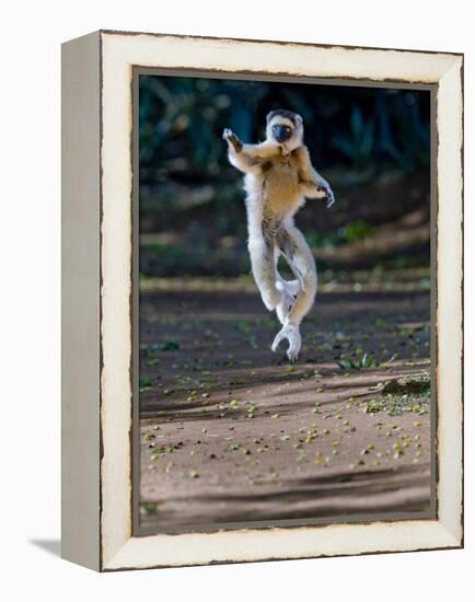 Verreaux's Sifaka (Propithecus Verreauxi) Lemur Dancing, Madagascar-null-Framed Premier Image Canvas