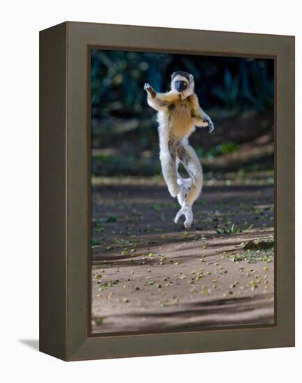 Verreaux's Sifaka (Propithecus Verreauxi) Lemur Dancing, Madagascar-null-Framed Premier Image Canvas