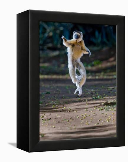 Verreaux's Sifaka (Propithecus Verreauxi) Lemur Dancing, Madagascar-null-Framed Premier Image Canvas